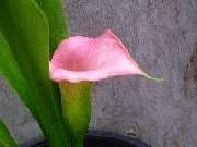 Zantedeschia rehmannii